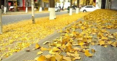落叶不扫不仅是留住了美景
