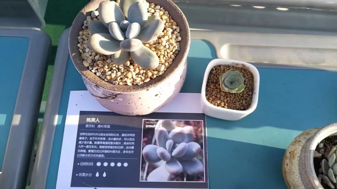 什么？！德清这所初中女生养多肉养成了学霸，老师说秘诀在这里！