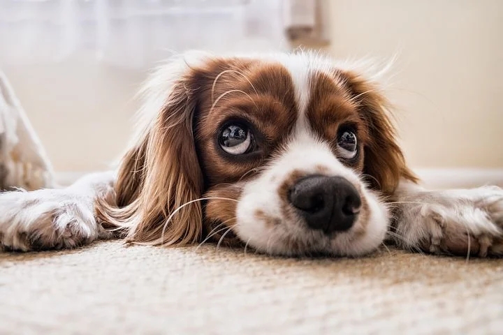 dog-2785074__340.webp.jpg