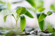 真菌提取物研发生产商蓬勃生物获得新一轮投资