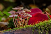 华绿生物与思威博设立合资公司，提高工厂化食用菌产