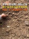 爷爷生前为孙子封了坛状元酒 出分前他却猝然离世