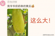 “我爸种的都比这专业”，农学生晒出“挂科黄瓜”，