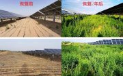 “最委屈的985”，将中国光伏送上全球第一