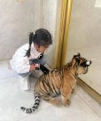 景区通报女童被小老虎咬伤：已与家长协商达成一致并